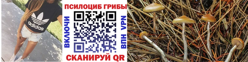 Псилоцибиновые грибы Magic Shrooms  где купить наркоту  Заозёрск 